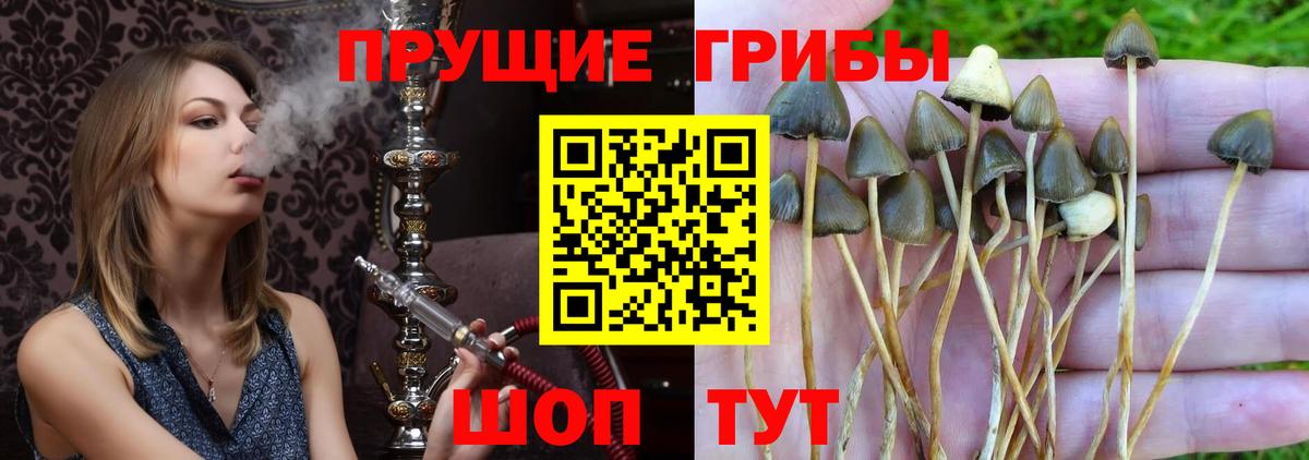 Галлюциногенные грибы MAGIC MUSHROOMS Заречный